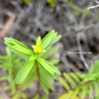 Hypericum lanceolatum subsp. Lanceolatum Fleur jaune  des bas Hypericaceae Indigène La Réunion jpeg.jpeg